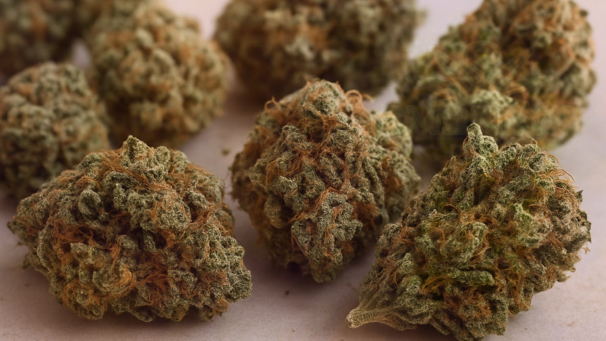 Indica vs Sativa: Understanding Cannabis Strain Differences – Smokey's cannabis education guide