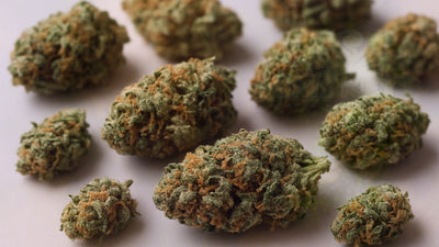 Landrace Cannabis Strains: A Complete Guide to Pure Genetics – Smokey's cannabis education guide