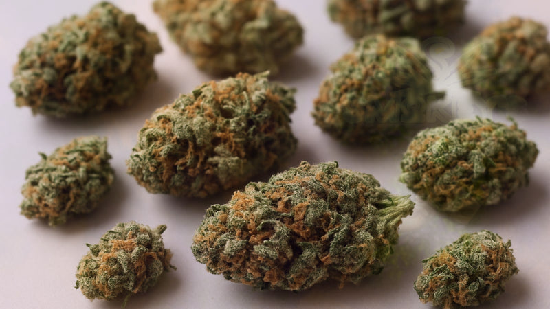 Landrace Cannabis Strains: A Complete Guide to Pure Genetics – Smokey's cannabis education guide