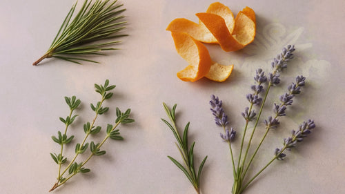 Linalool Terpene: Complete Guide to Aroma, Effects & Cannabis Strains – Smokey's cannabis education guide