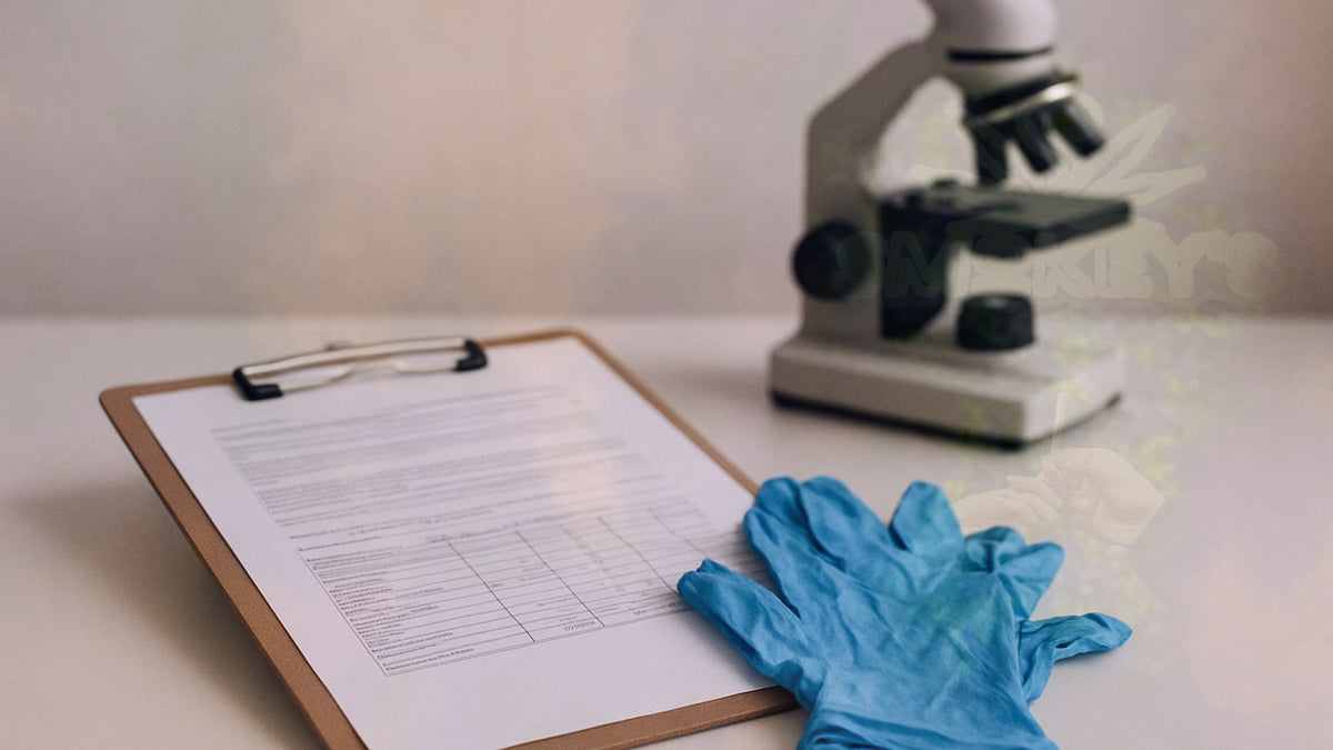 Does Higher THC Mean Stronger? The Percentage Myth Debunked – Smokey's cannabis education guide