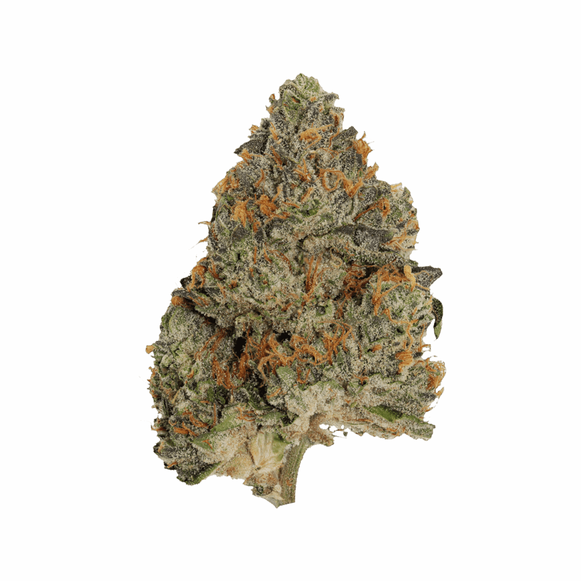 Pistol and Paris Blue Zushi | Smokey's