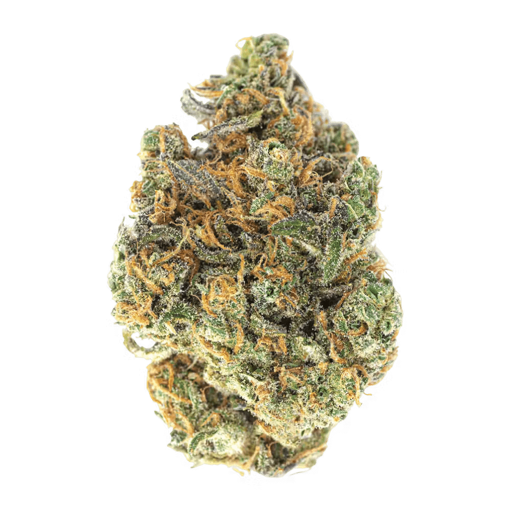 November Rain Midnight Kruntz