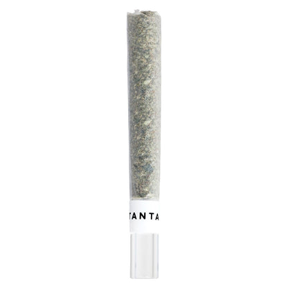 Tantalus Mai Tai x Zero Gravity Glass Tip Pre-Roll | Smokey's