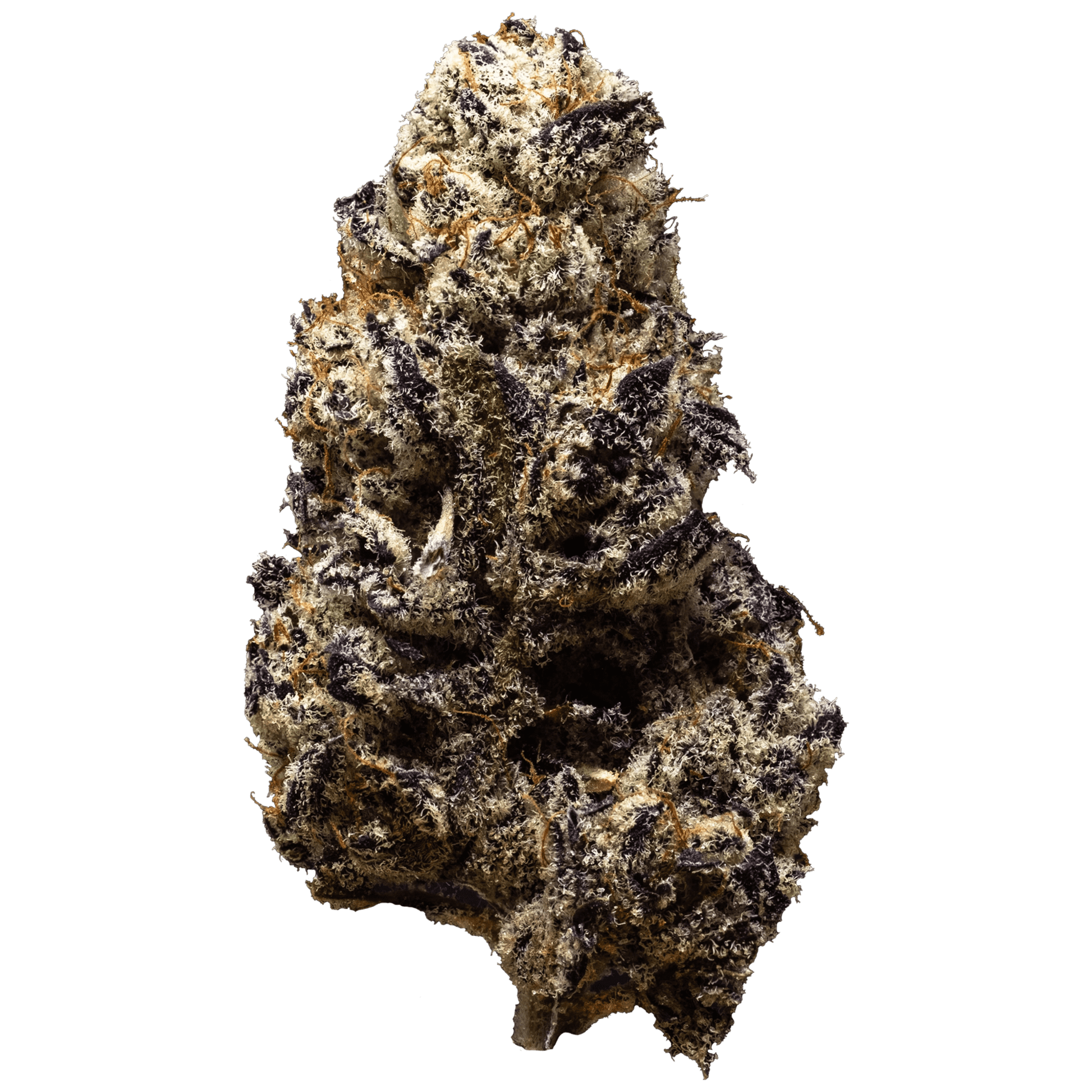 3rd Coast Genetics Black Truffle | Smokey's