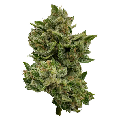 28g