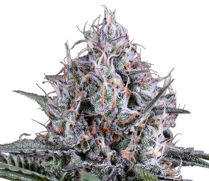 Simply Bare BC Organic Tangerine Sunrise | Smokey's