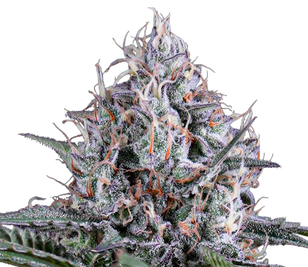 BC Organic Tangerine Sunrise — Smokey's | Sativa | Cannabis Delivery & Pickup