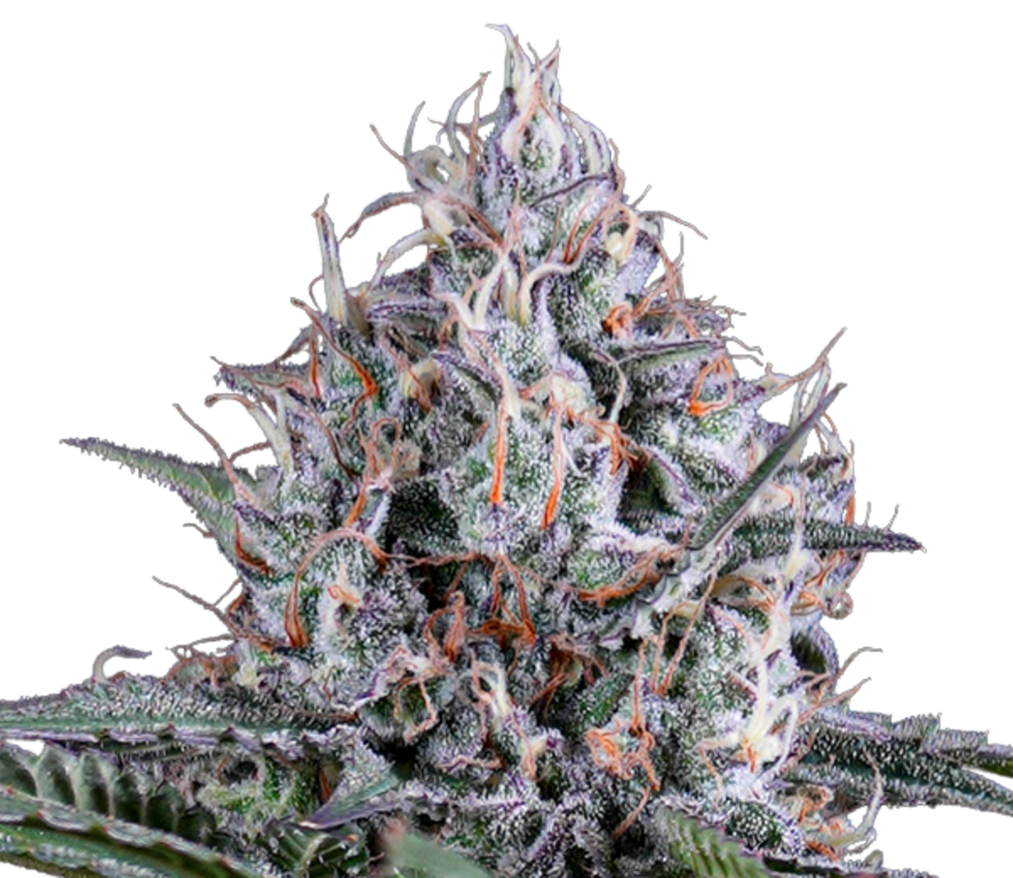 Simply Bare BC Organic Tangerine Sunrise | Smokey's