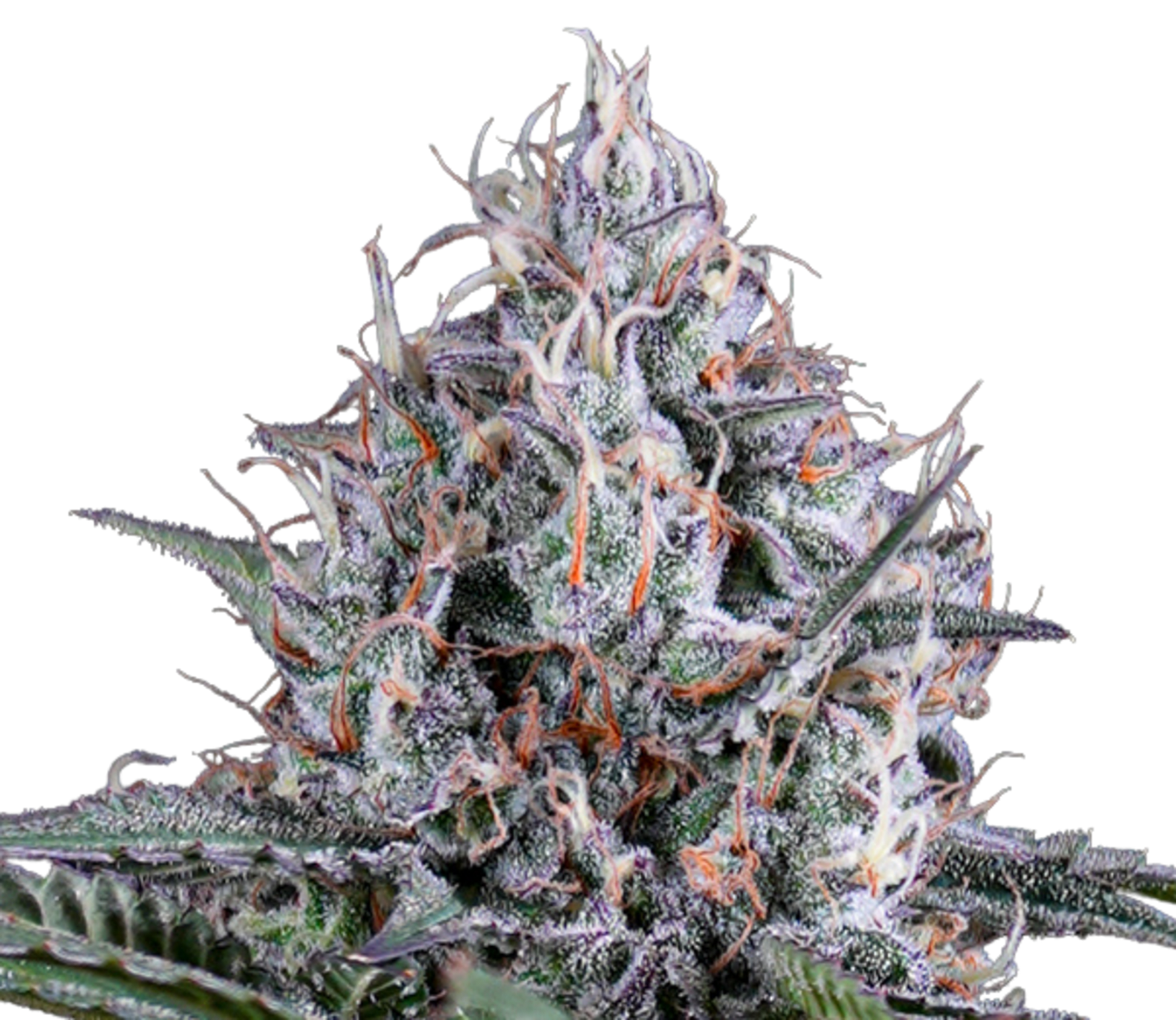 Simply Bare BC Organic Tangerine Sunrise | Smokey's